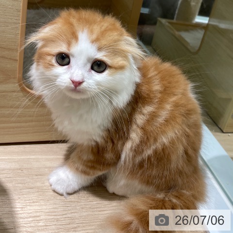 スコティッシュフォールドの写真