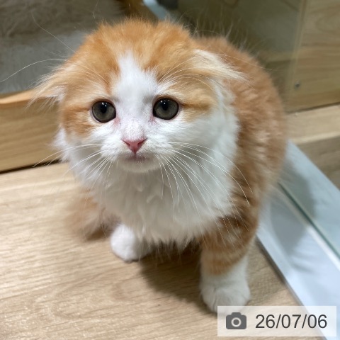 スコティッシュフォールドの写真