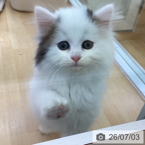 サイベリアンの写真