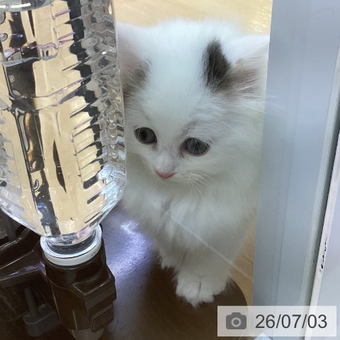 サイベリアンの写真