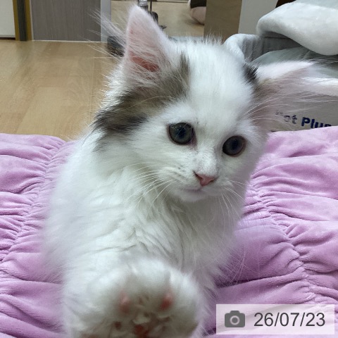 愛知県のサイベリアン (ペットプラス 三好店/2026年5月2日生まれ/男の子/ブラウンタビーホワイト)の子猫の3枚目の画像
