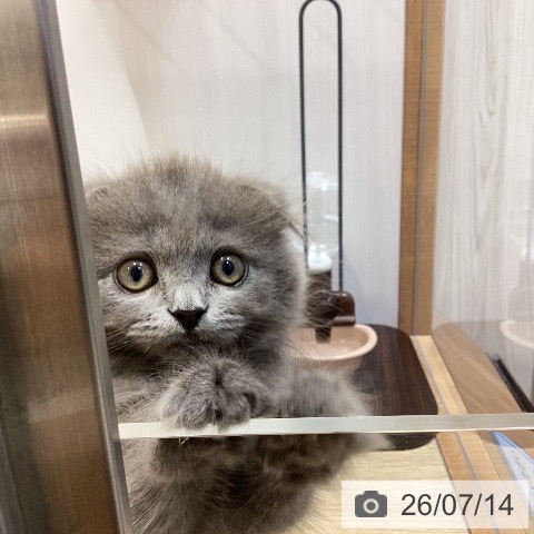 岐阜県のスコティッシュフォールド (ペットプラス 各務原店/2026年4月28日生まれ/女の子/ブルー)の子猫の4枚目の画像