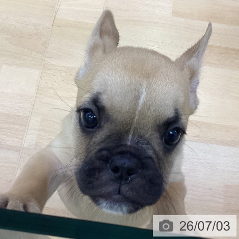 フレンチ・ブルドッグの写真