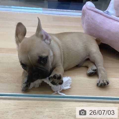 フレンチ・ブルドッグの写真