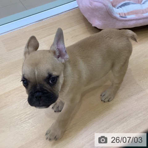 フレンチ・ブルドッグの写真