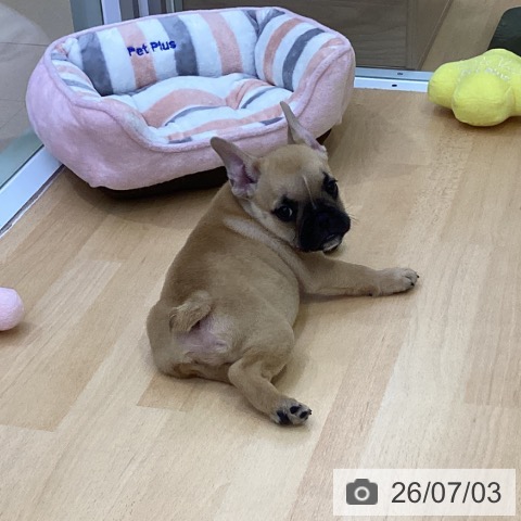 フレンチ・ブルドッグの写真