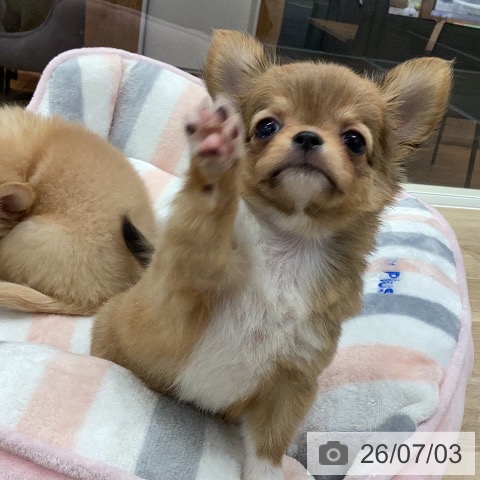 チワワの写真