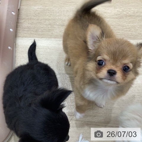 チワワの写真
