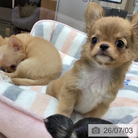 チワワの写真