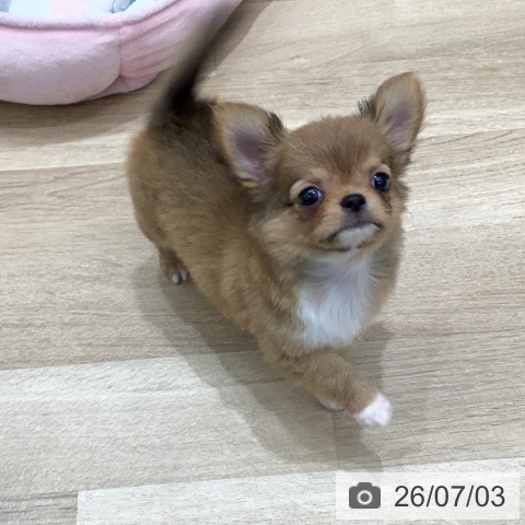 チワワの写真
