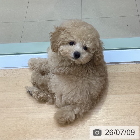愛知県のトイプードル(トイ) (ペットプラス 三好店/2026年5月4日生まれ/男の子/アプリコット)の子犬の3枚目の画像