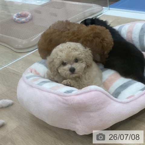 愛知県のトイプードル(トイ) (ペットプラス みなと店/2026年5月4日生まれ/男の子/アプリコット)の子犬の4枚目の画像