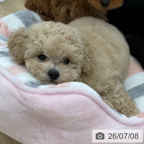愛知県のトイプードル(トイ) (ペットプラス みなと店/2026年5月4日生まれ/男の子/アプリコット)の子犬の3枚目の画像