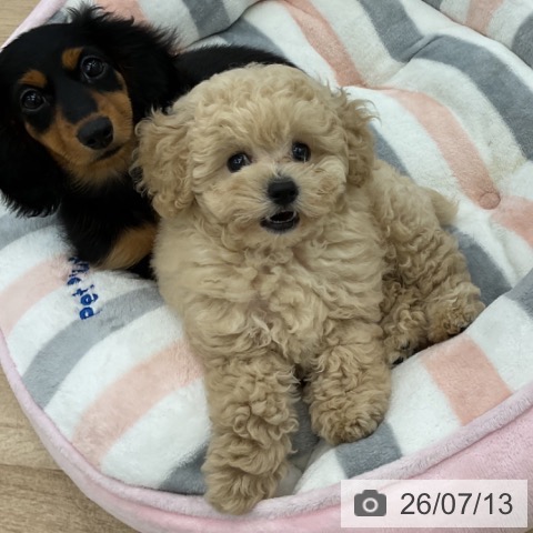 愛知県のトイプードル(トイ) (ペットプラス みなと店/2026年5月4日生まれ/男の子/アプリコット)の子犬の3枚目の画像