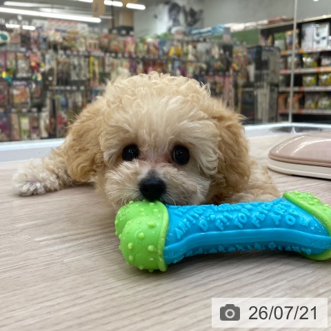 愛知県のトイプードル(トイ) (ペットプラス 豊田店/2026年5月4日生まれ/男の子/アプリコット)の子犬の4枚目の画像