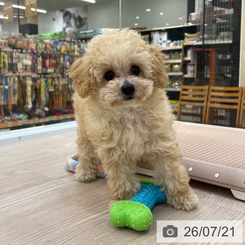 愛知県のトイプードル(トイ) (ペットプラス 豊田店/2026年5月4日生まれ/男の子/アプリコット)の子犬の3枚目の画像