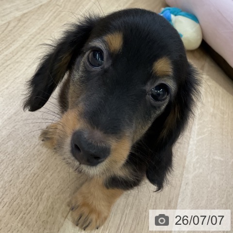愛知県のカニンヘンダックスフンド(ロング) (ペットプラス mozoワンダーシティ店/2026年5月1日生まれ/男の子/ブラックタン)の子犬の4枚目の画像