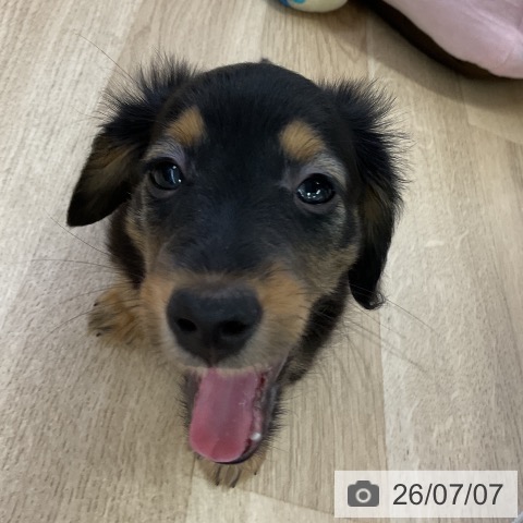 愛知県のカニンヘンダックスフンド(ロング) (ペットプラス mozoワンダーシティ店/2026年5月1日生まれ/男の子/ブラックタン)の子犬の3枚目の画像