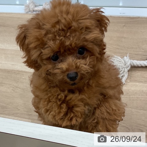 愛知県のトイプードル(トイ) (ペットプラス 東浦店/2026年5月4日生まれ/男の子/レッド)の子犬の4枚目の画像