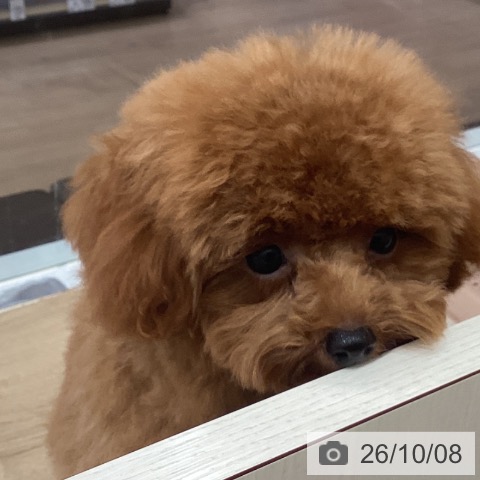 愛知県のトイプードル(トイ) (ペットプラス 東浦店/2026年5月4日生まれ/男の子/レッド)の子犬の4枚目の画像