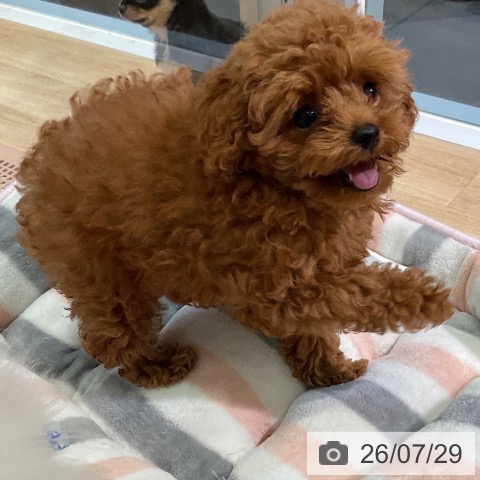 愛知県のトイプードル(トイ) (ペットプラス 岡崎店/2026年5月4日生まれ/男の子/レッド)の子犬の3枚目の画像