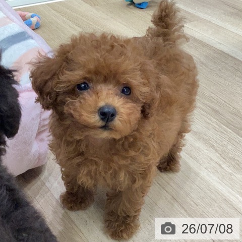 岐阜県のトイプードル(トイ) (ペットプラス 各務原店/2026年5月4日生まれ/女の子/レッド)の子犬の4枚目の画像