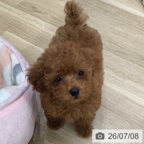 岐阜県のトイプードル(トイ) (ペットプラス 各務原店/2026年5月4日生まれ/女の子/レッド)の子犬の3枚目の画像