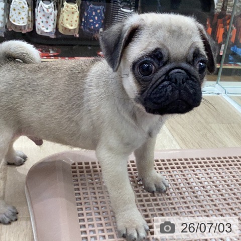 パグの写真