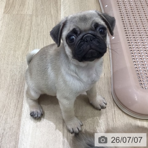 パグの写真