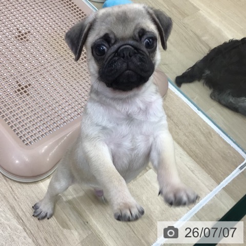 パグの写真