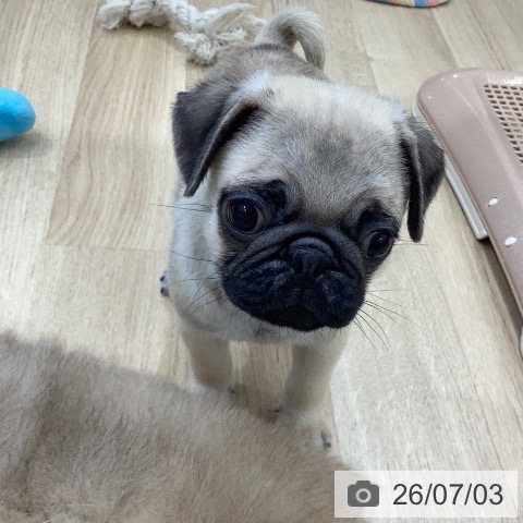 パグの写真
