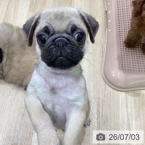パグの写真