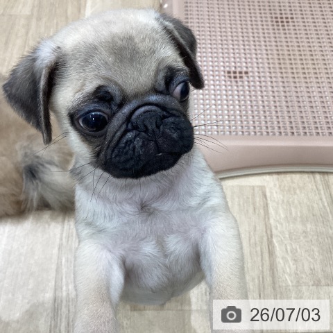パグの写真