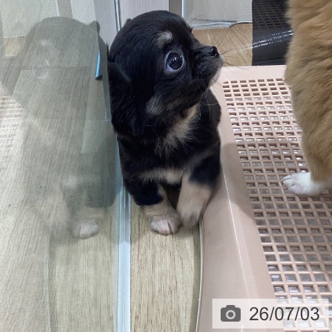 岐阜県のチワワ(ロング) (ペットプラス 各務原店/2026年5月4日生まれ/女の子/ブラックタン)の子犬の4枚目の画像