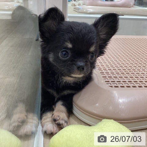 岐阜県のチワワ(ロング) (ペットプラス 各務原店/2026年5月4日生まれ/女の子/ブラックタン)の子犬の3枚目の画像