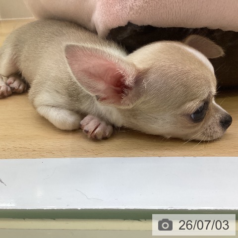チワワの写真
