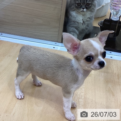 チワワの写真