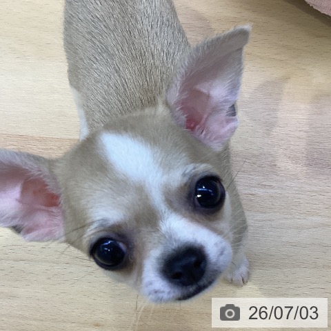 チワワの写真