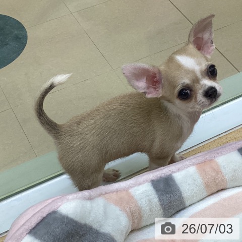 チワワの写真