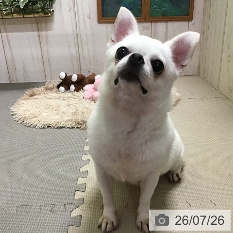 チワワの写真