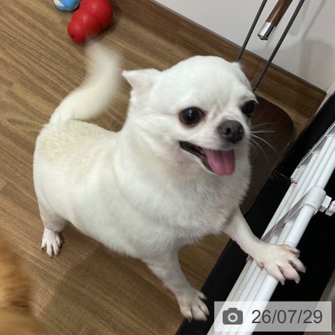チワワの写真