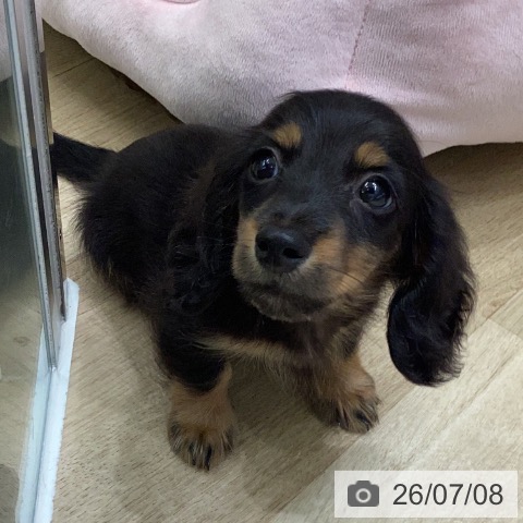 岐阜県のミニチュアダックスフンド(ロング) (ペットプラス 各務原店/2026年5月4日生まれ/男の子/ブラックタン)の子犬の3枚目の画像