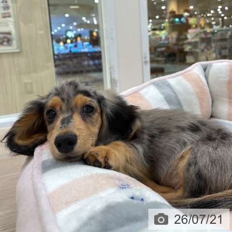 愛知県のミニチュアダックスフンド(ロング) (ペットプラス 豊田店/2026年5月4日生まれ/男の子/シルバーダップル)の子犬の4枚目の画像