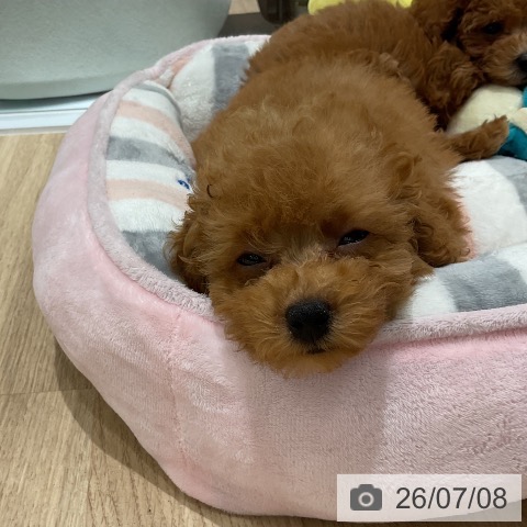 三重県のトイプードル(トイ) (ペットプラス 鈴鹿店/2026年5月3日生まれ/男の子/レッド)の子犬の4枚目の画像