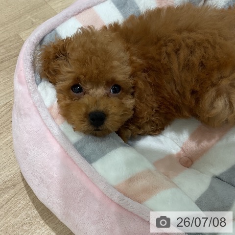 三重県のトイプードル(トイ) (ペットプラス 鈴鹿店/2026年5月3日生まれ/男の子/レッド)の子犬の3枚目の画像