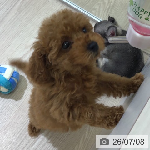 富山県のトイプードル(トイ) (ペットプラス 高岡店/2026年5月3日生まれ/女の子/レッド)の子犬の4枚目の画像