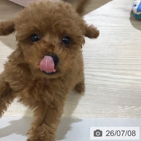 富山県のトイプードル(トイ) (ペットプラス 高岡店/2026年5月3日生まれ/女の子/レッド)の子犬の3枚目の画像