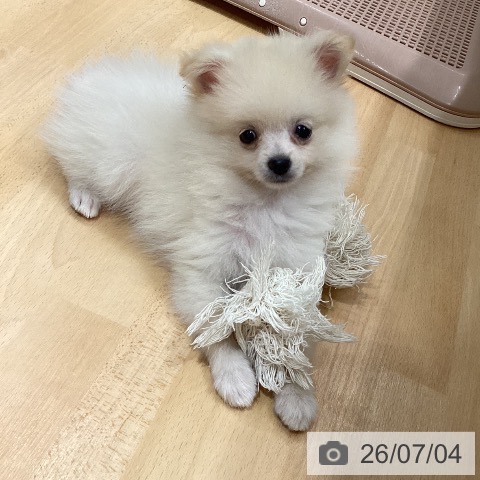 石川県のポメラニアン (ペットプラス 新小松店/2026年5月1日生まれ/男の子/クリーム)の子犬の4枚目の画像