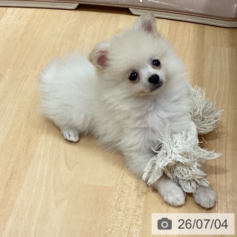石川県のポメラニアン (ペットプラス 新小松店/2026年5月1日生まれ/男の子/クリーム)の子犬の3枚目の画像