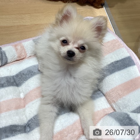 福井県のポメラニアン (ペットプラス 福井店/2026年5月1日生まれ/男の子/クリーム)の子犬の4枚目の画像